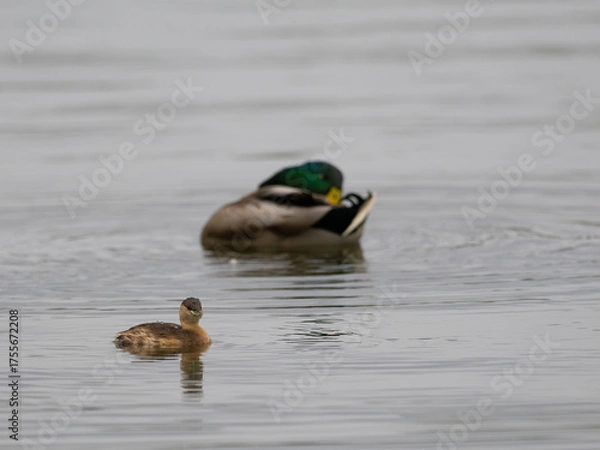 Obraz Stockentenerpel
