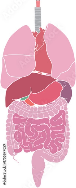Obraz 人体の内臓