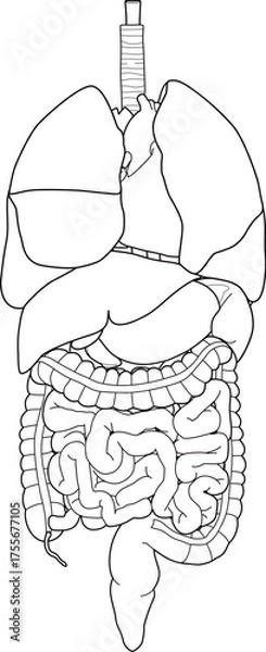 Obraz 人体の内臓