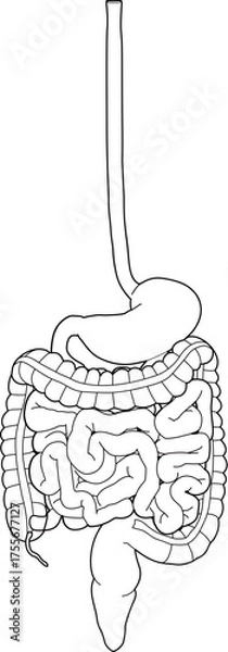 Obraz 人体の消化器官