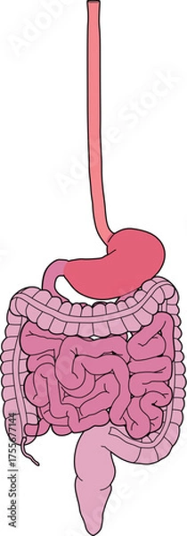 Obraz 人体の消化器官