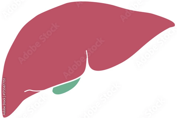 Obraz 人体の肝臓