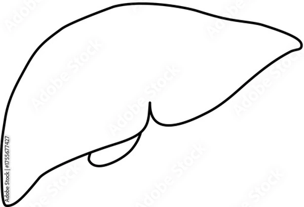 Obraz 人体の肝臓