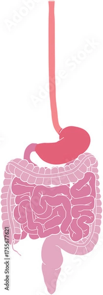 Obraz 人体の消化器官