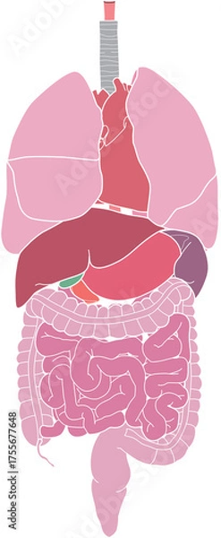 Obraz 人体の内臓