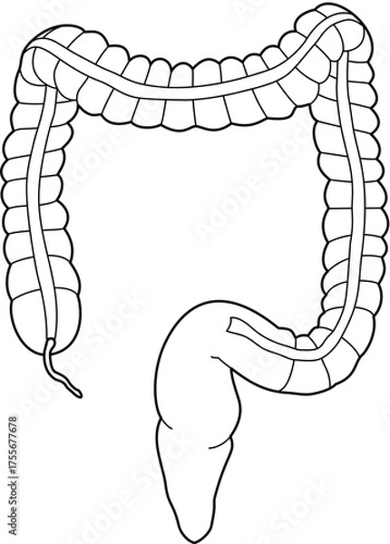 Obraz 人体の大腸