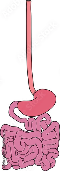 Obraz 人体の消化器官