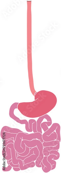 Obraz 人体の消化器官