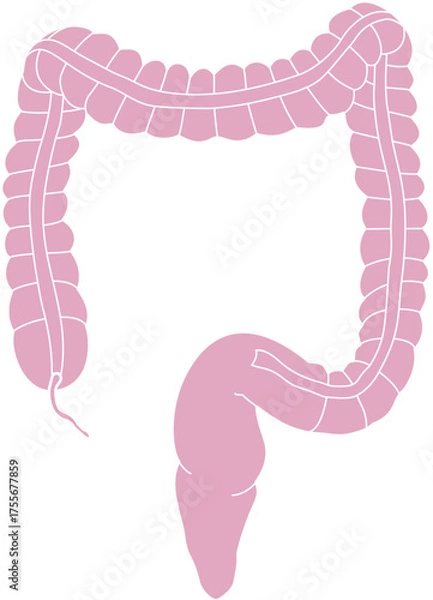 Obraz 人体の大腸