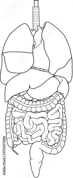 Obraz 人体の内臓