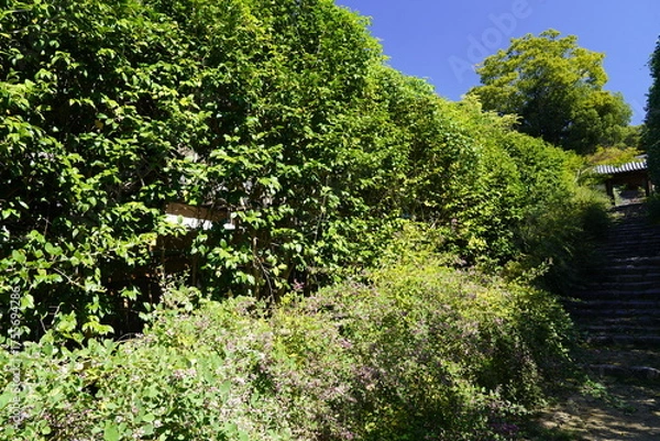 Obraz 萩の花咲く坂道　