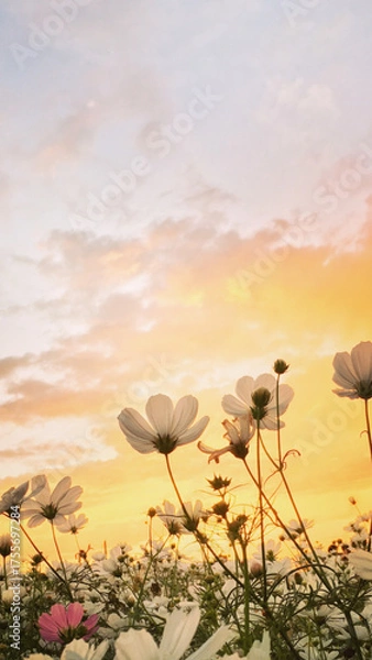 Fototapeta flower garden background with sunset colors