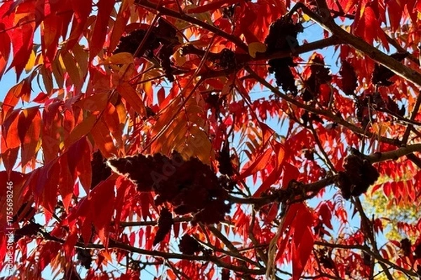 Fototapeta red leaves