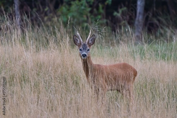 Fototapeta A beautiful roebuck stands in tall dry grass and looks at the camera. Portrait of a roe deer in the nature habitat. Capreolus capreolus