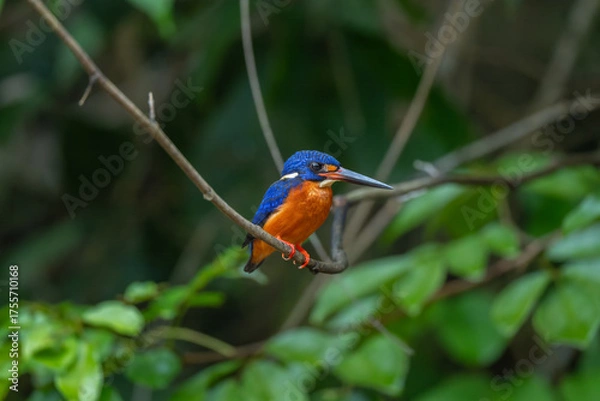 Fototapeta Blue-Eared Kingfisher Perched on a Branch in Lush Greenery