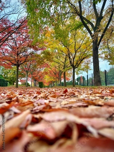 Obraz autumn in the city