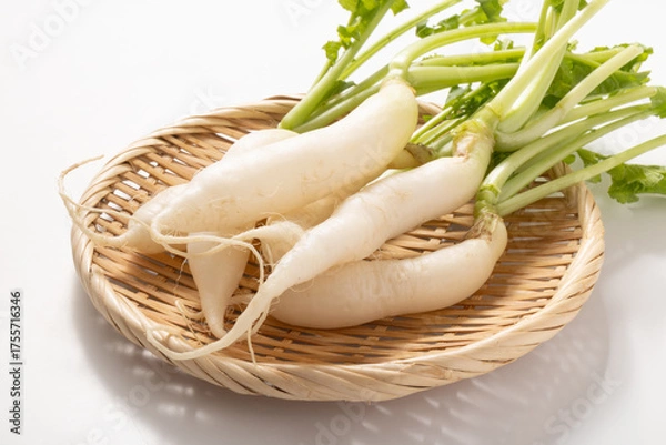 Obraz 二十日大根（ミニ大根　白大根）
