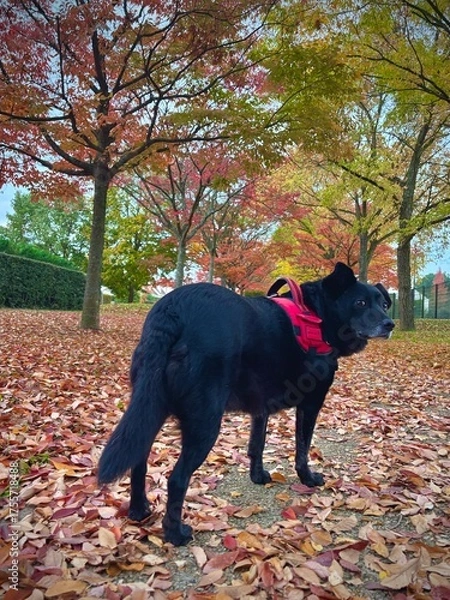 Obraz black dog in autumn park