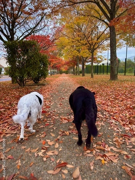Obraz dogs walking in autumn