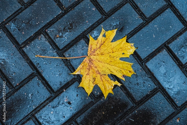 Fototapeta autumn leaves on the ground