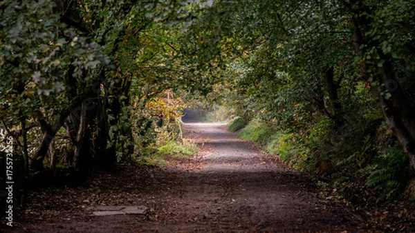 Obraz path in the woods