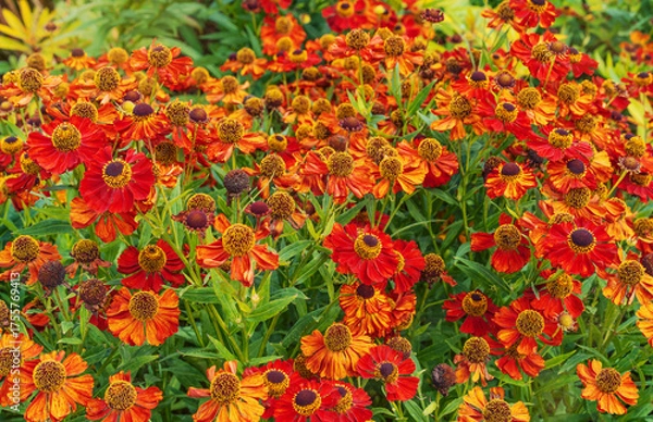 Fototapeta Beautiful bright helenium flowers as a background in the garden.