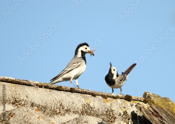 Obraz Bachstelzen, P?rchen