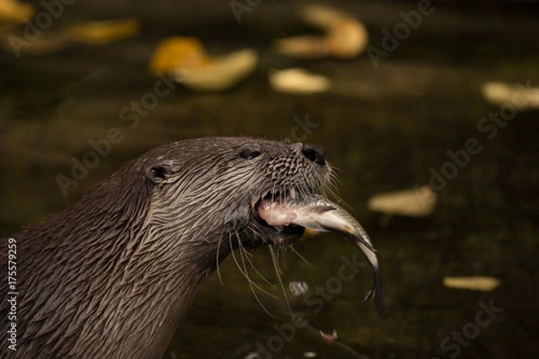 Obraz otter eating fish
