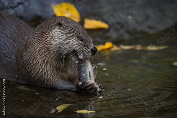 Obraz Otter eating a fish