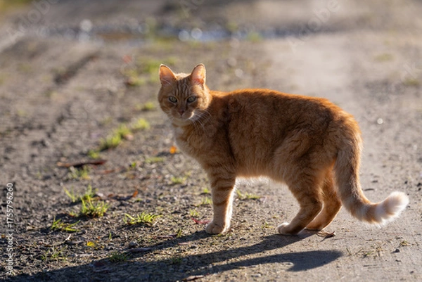 Fototapeta Red cat on the path