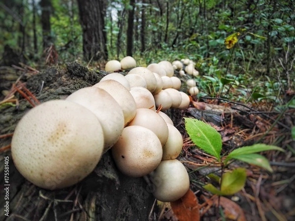 Fototapeta Purchawka