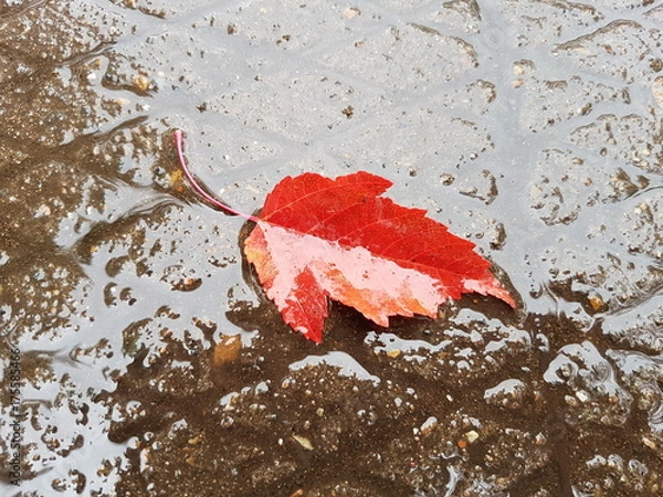 Fototapeta Опавший лист