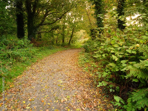 Obraz path in autumn park