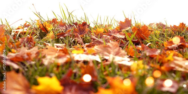 Fototapeta Colorful autumn leaves on a meadow with white isolated background. Glowing colored autumn leaves with golden bokeh, suitable for seasonal nature backgrounds.