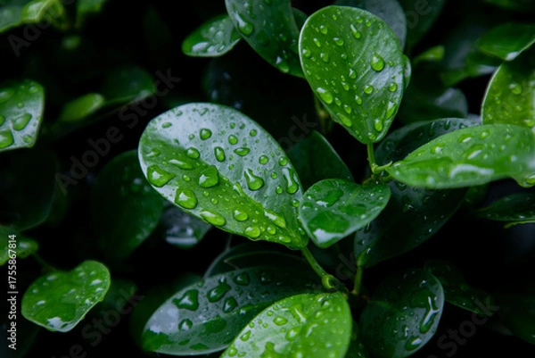 Obraz Vibrant green leaves glistening with fresh water droplets after a refreshing rain shower, showcasing nature's pure beauty and tranquility.