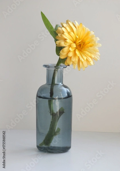 Obraz Minimalist still life with a calendula flower, also known as marigold in the small stained glass vase.