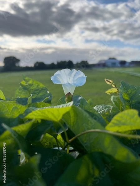 Obraz Durch die Blume - Überblick über eine grüne Landschaft ohne Häuser mit Bäumen, über eine Blüte der Ackerwinde und deren Blättern