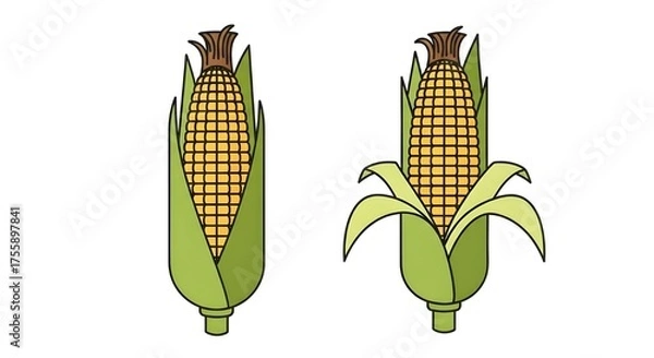 Fototapeta vector illustration two corn cobs