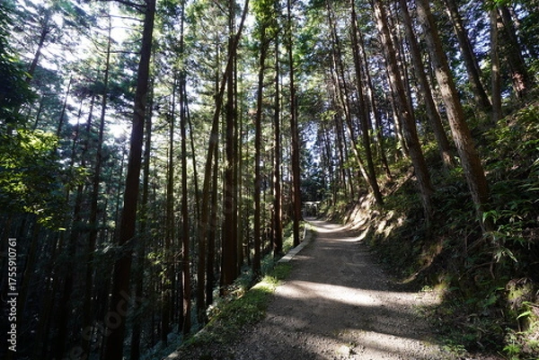Obraz 木々に囲まれた林道 柳生修行の道