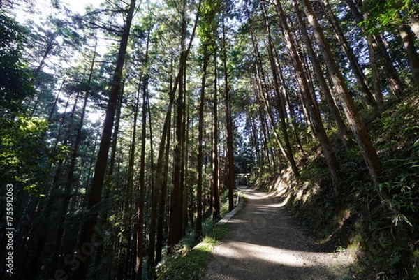 Obraz 木々に囲まれた林道 柳生修行の道