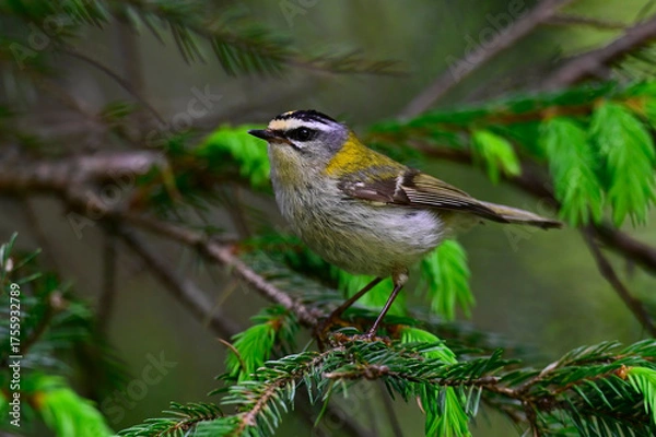 Fototapeta Sommergoldhähnchen // Common firecrest (Regulus ignicapillus)
