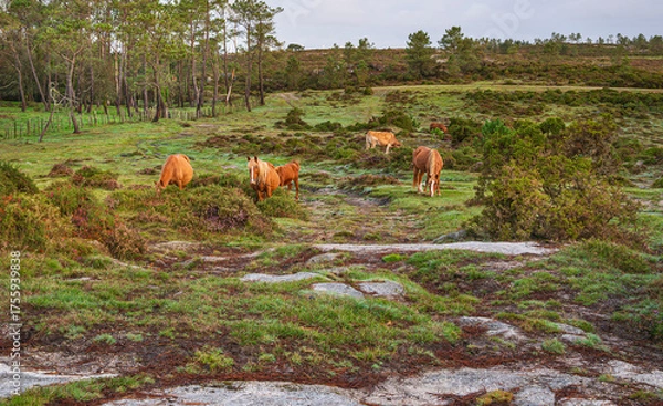 Fototapeta Curro de Forgoselo: mountains, extensive livestock farming, nature hikes, walks among cows and horses, enjoying the views. Once a year, the horses gather to have their manes trimmed.