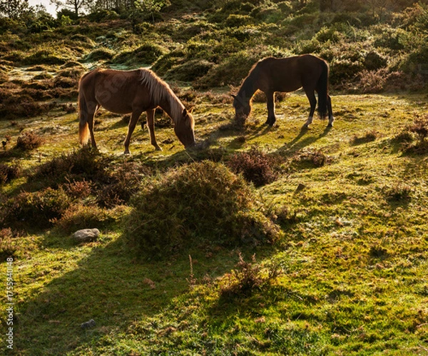 Fototapeta Curro de Forgoselo: mountains, extensive livestock farming, nature hikes, walks among cows and horses, enjoying the views. Once a year, the horses gather to have their manes trimmed.