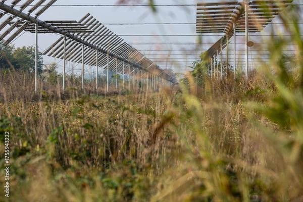 Fototapeta Agrivoltaics