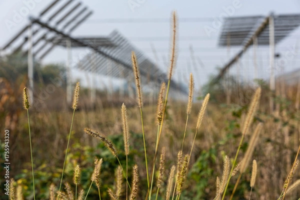 Fototapeta Agrivoltaics