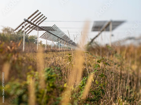 Fototapeta Agrivoltaics