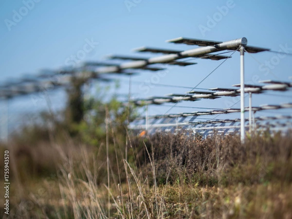 Fototapeta Agrivoltaics