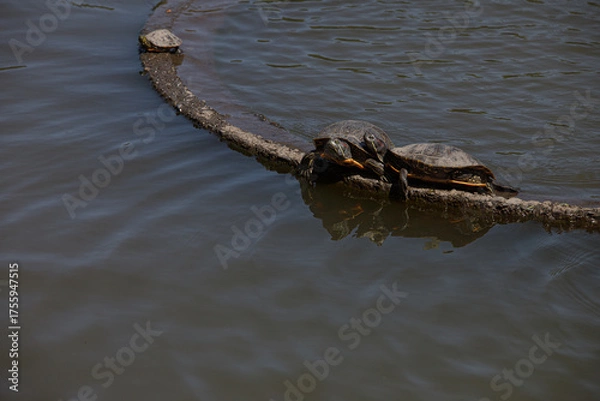 Obraz 都内の風景