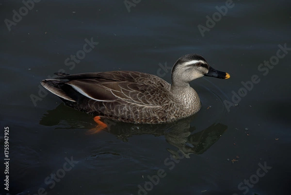 Obraz 都内の風景