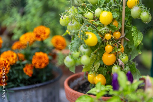 Fototapeta Potted cherry tomatoes ripening on a shelf in a greenhouse.